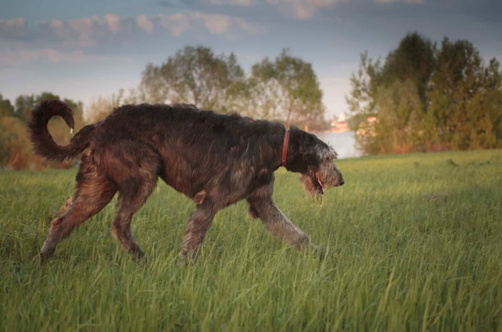 brownish red irish wolfhound