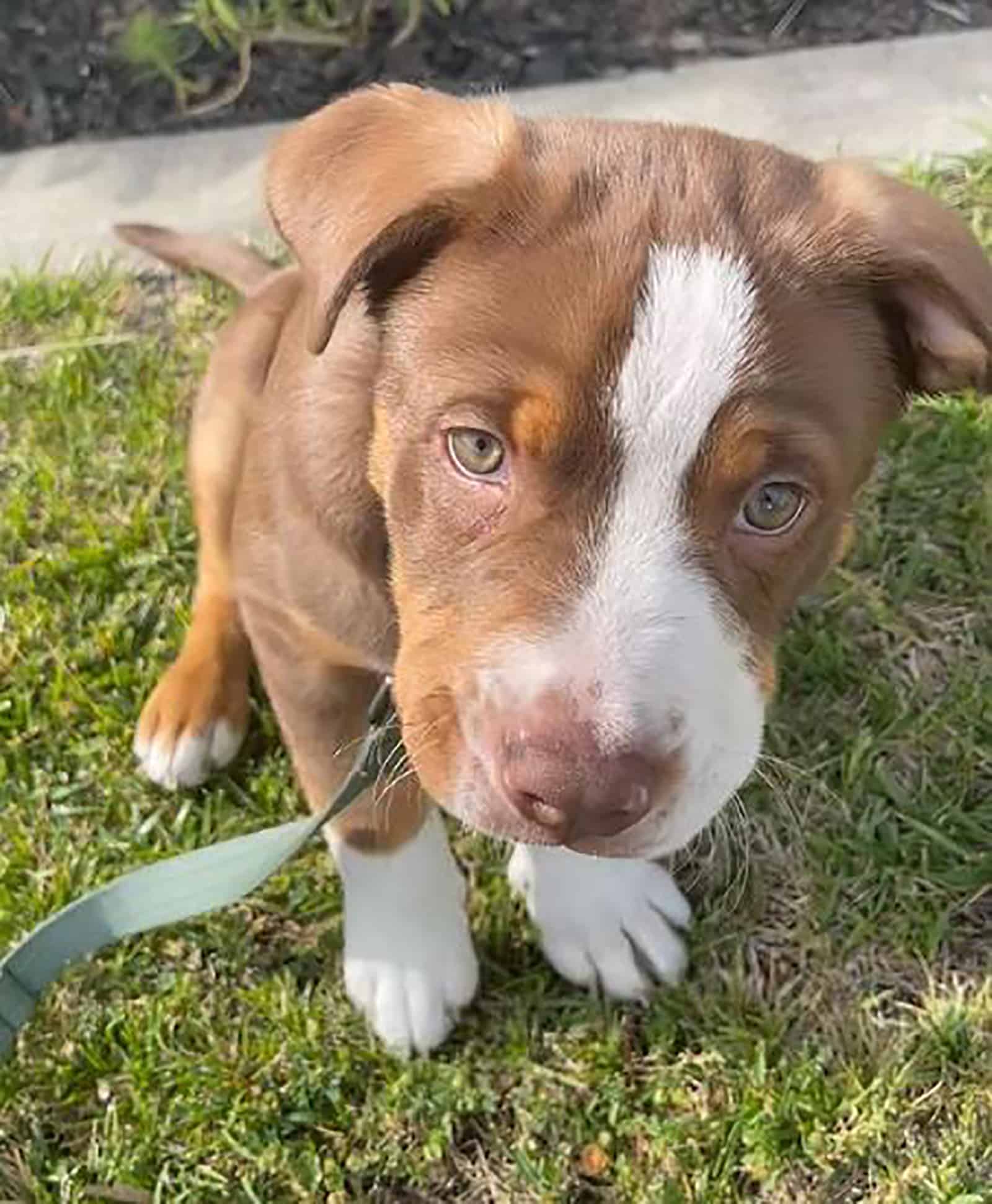 bull aussie