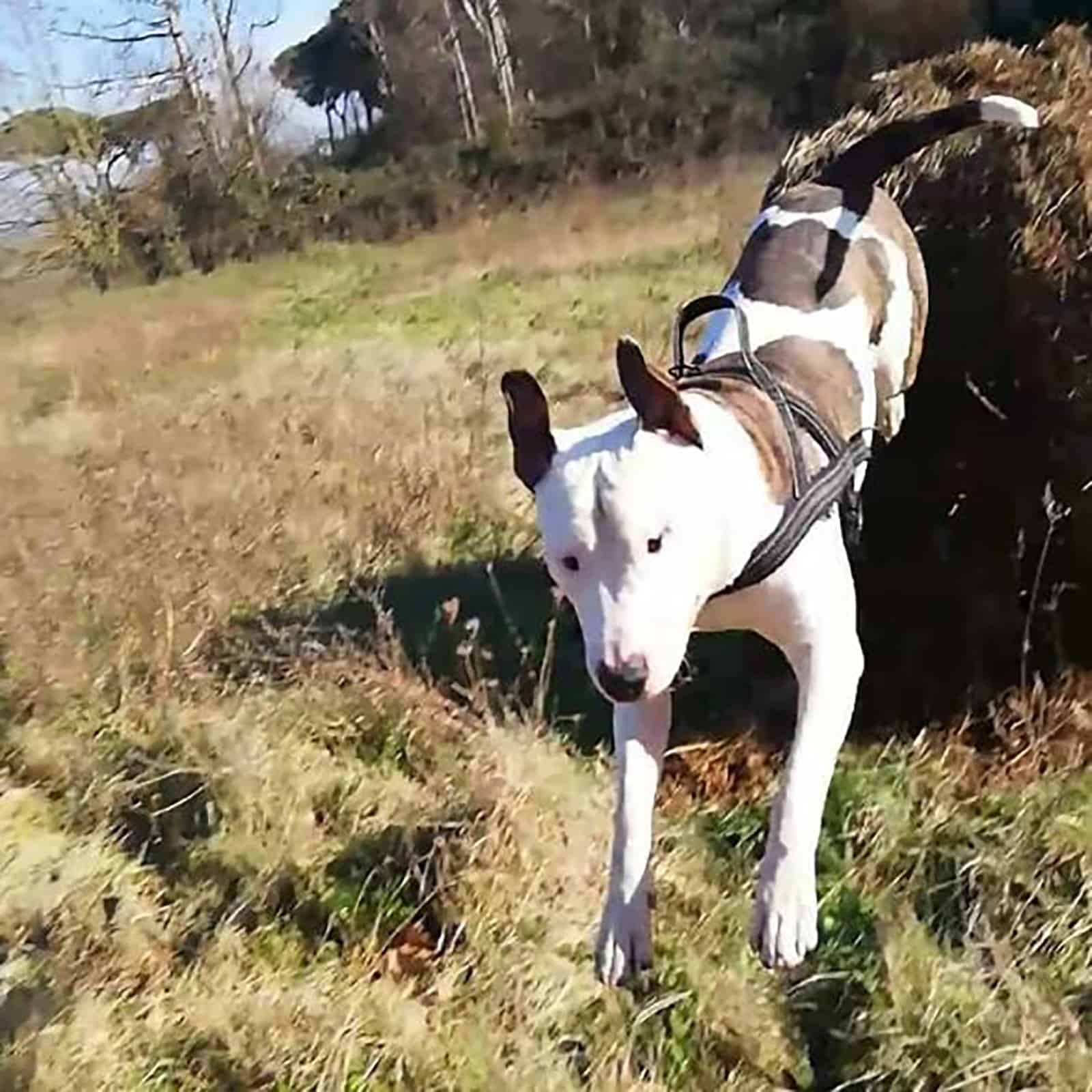 bull terrier american bulldog terrier mix