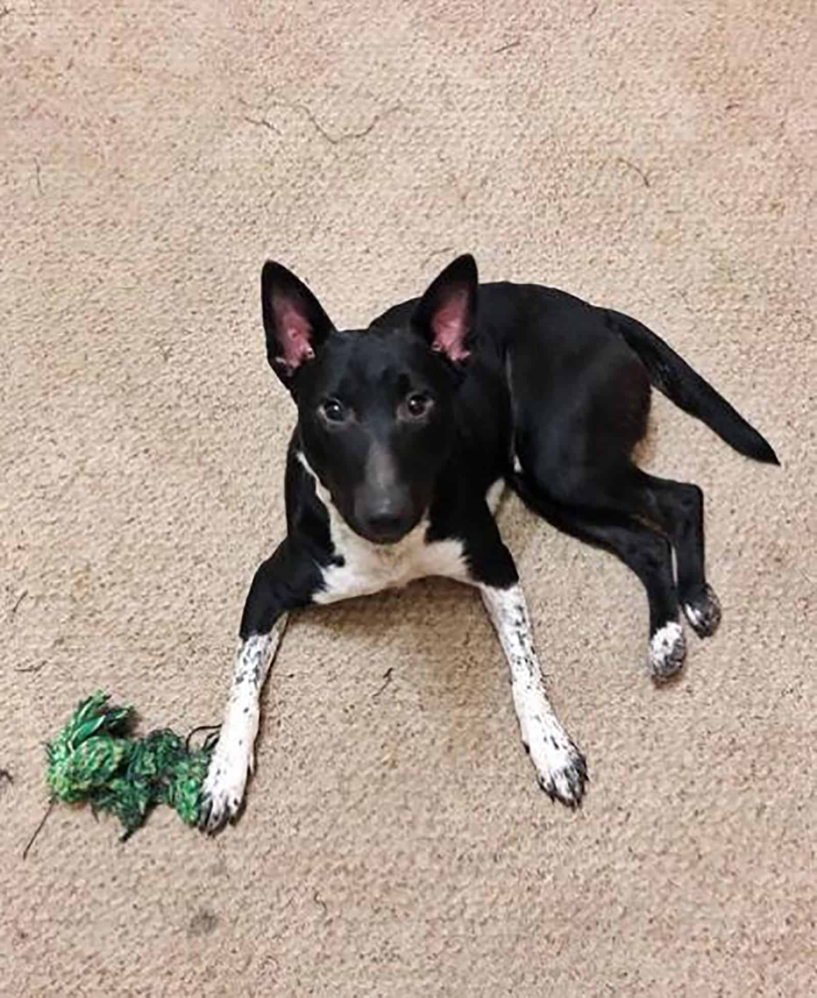 bull terrier border collie mix