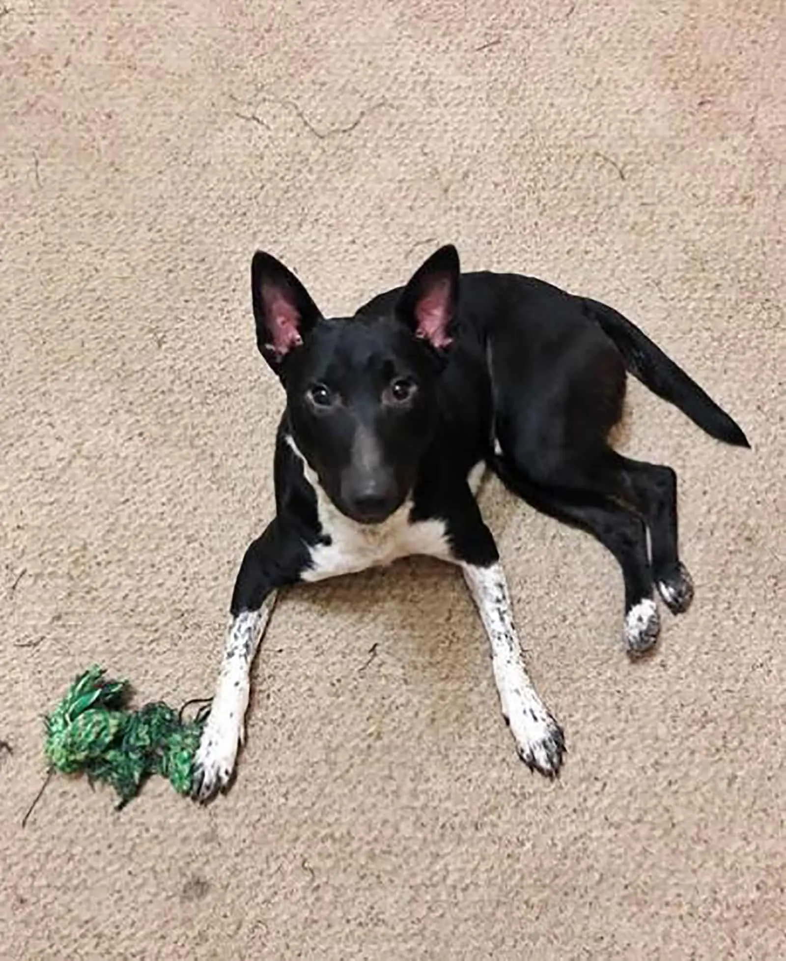 bull terrier border collie mix