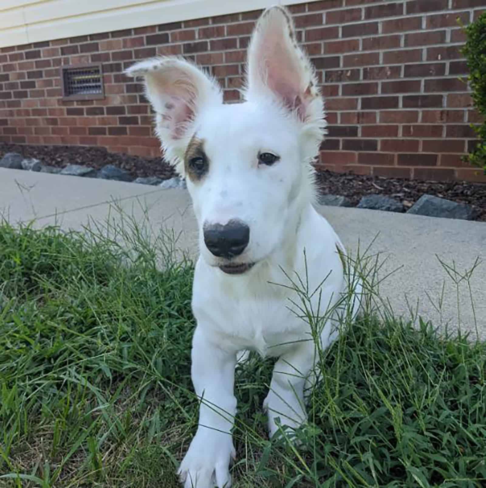 bull terrier corgi mix