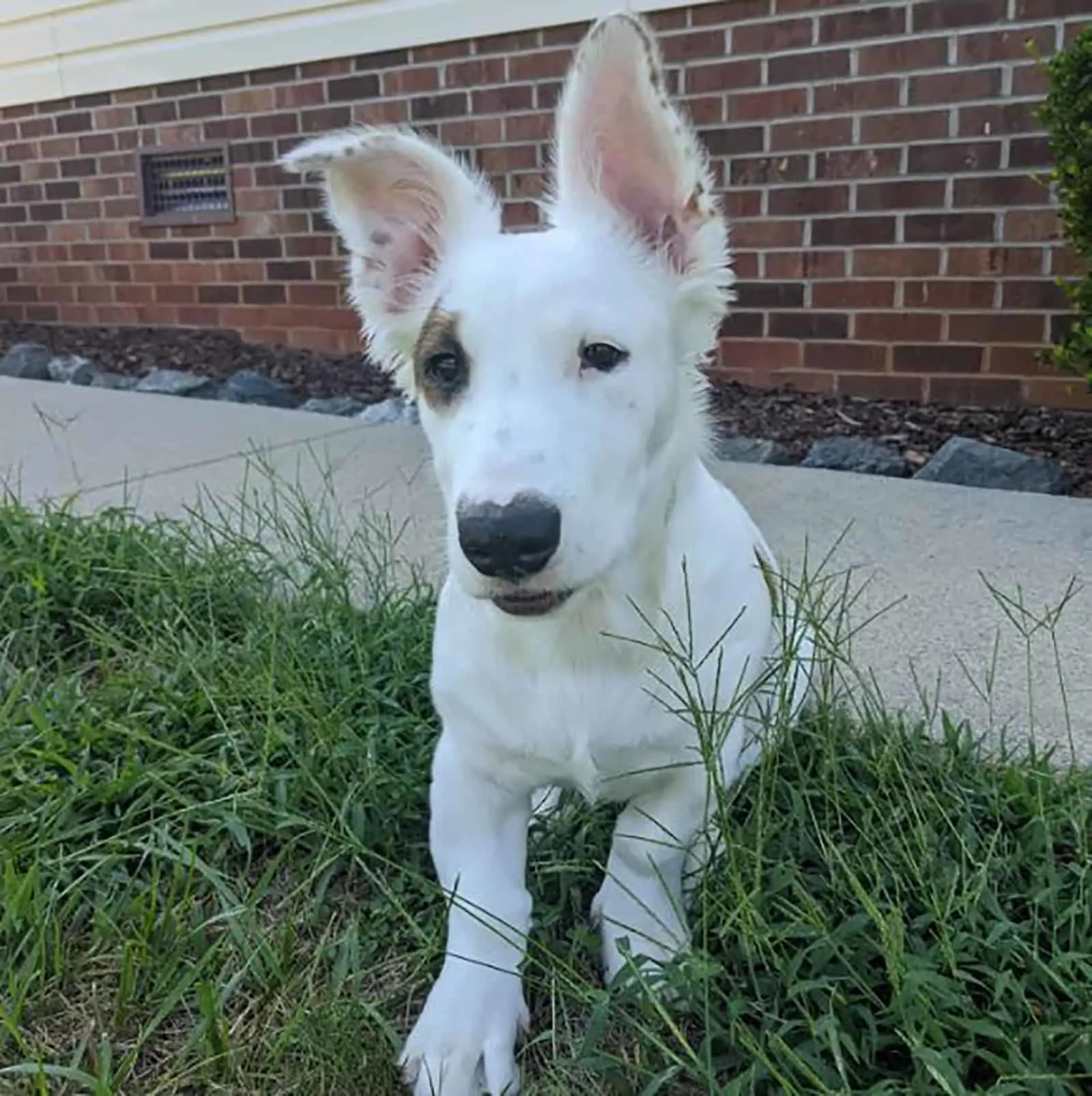 bull terrier corgi mix