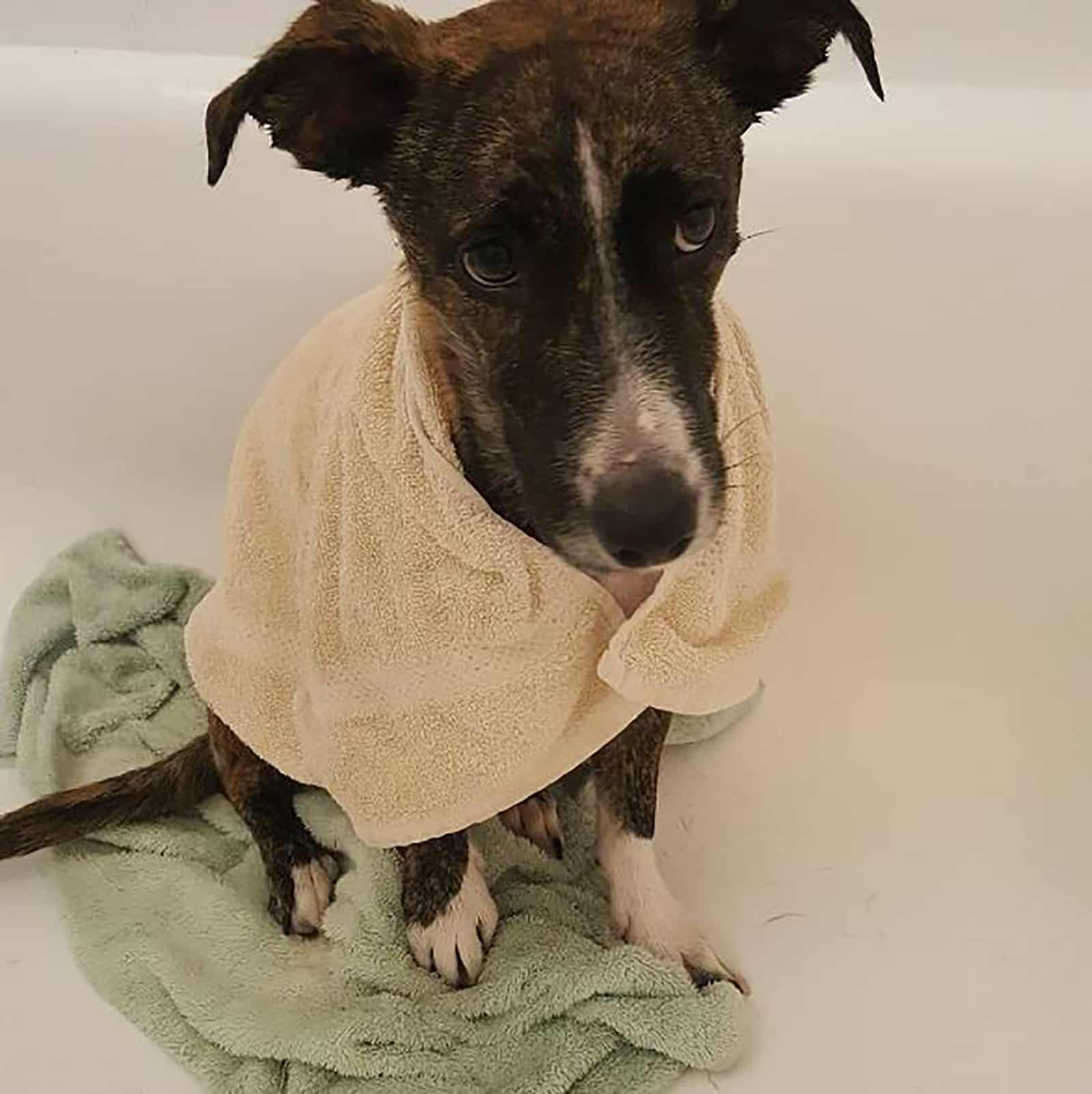 bull terrier dachshund mix