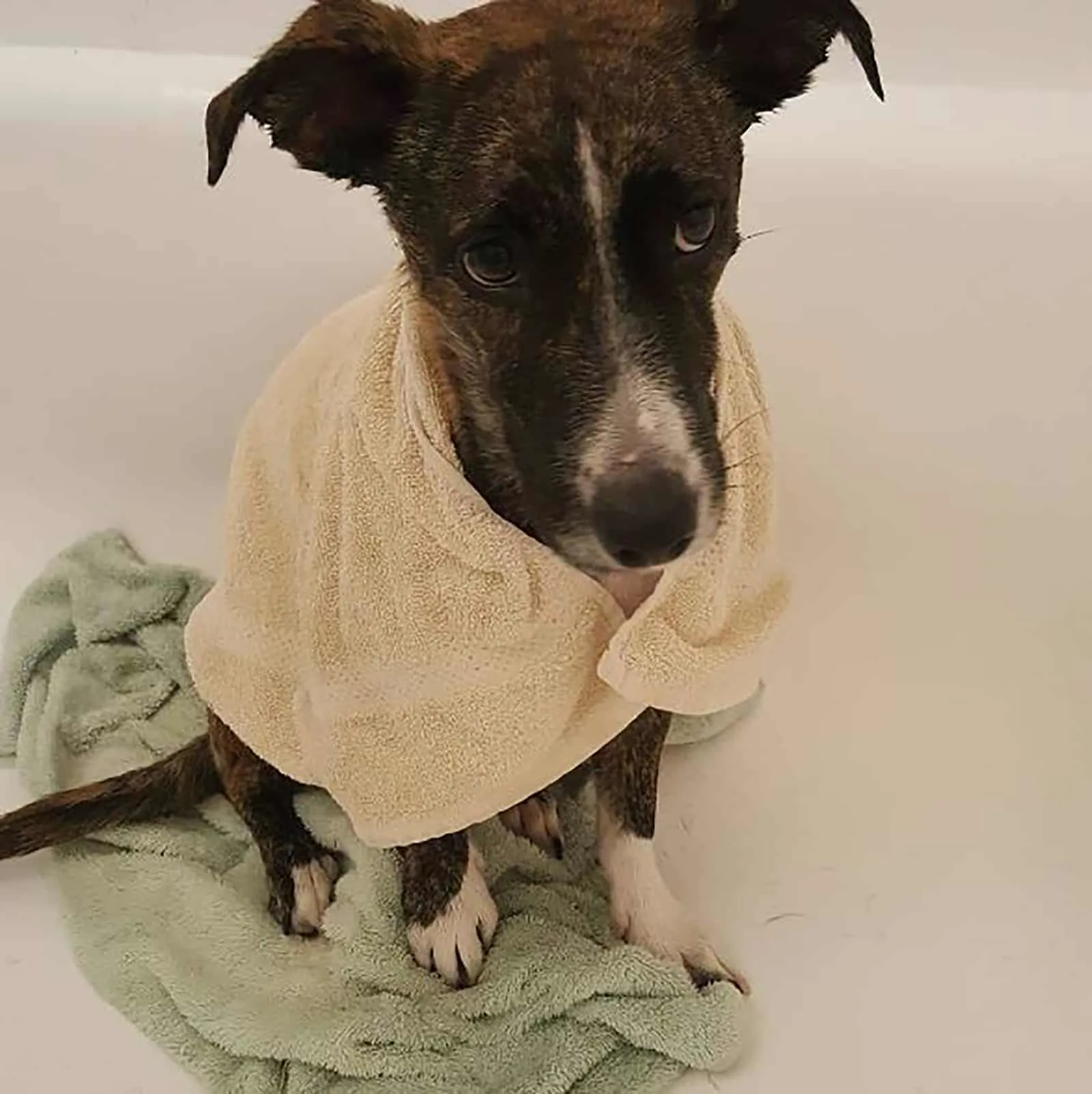 bull terrier dachshund mix