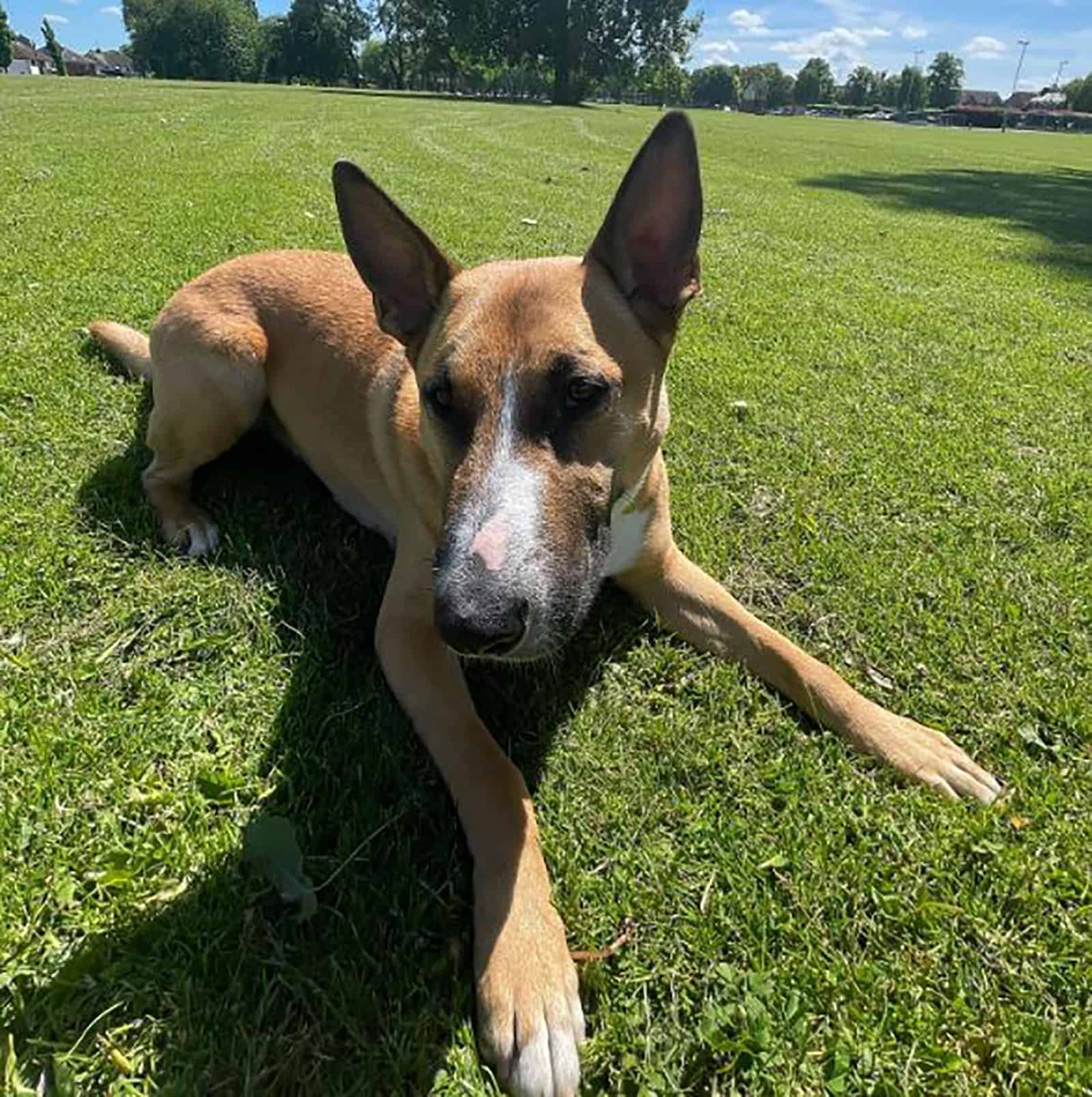 bull terrier german shepherd mix