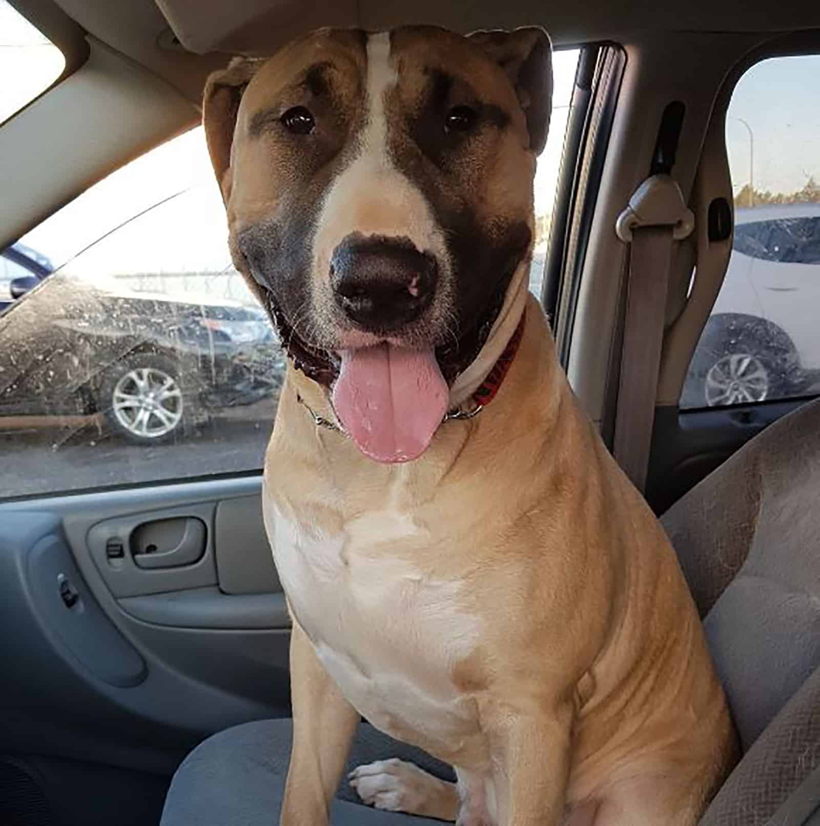 bull terrier mastiff mix