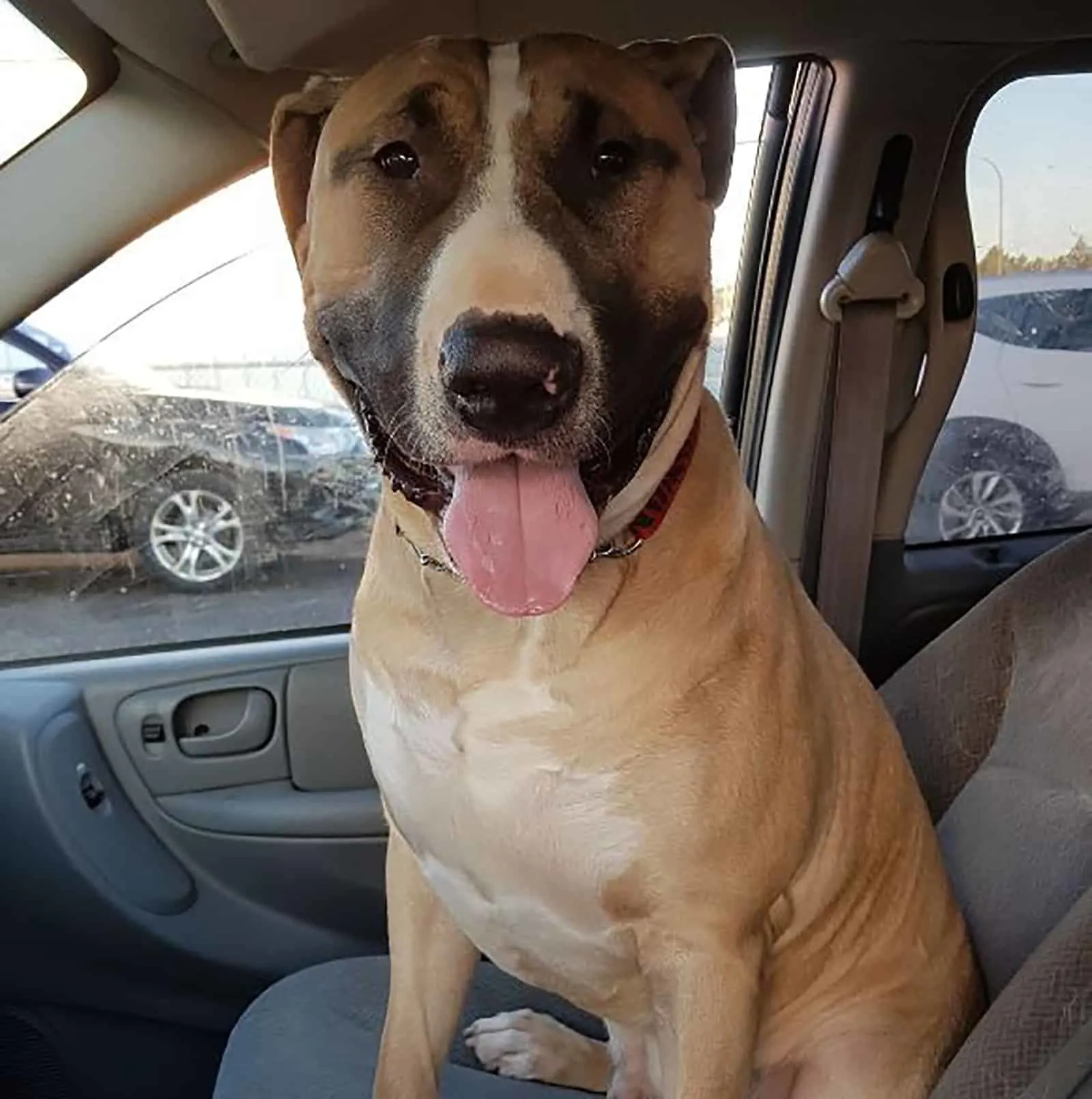 bull terrier mastiff mix