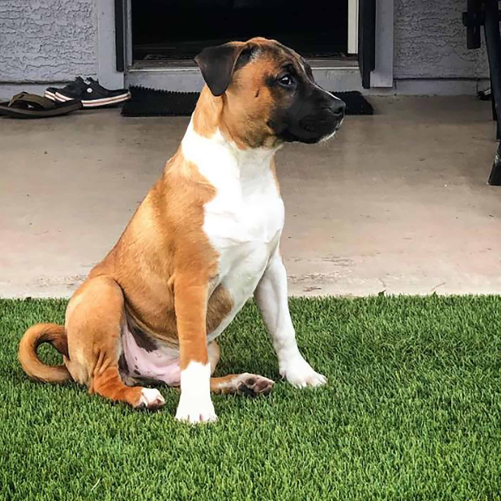 bull terrier pug mix
