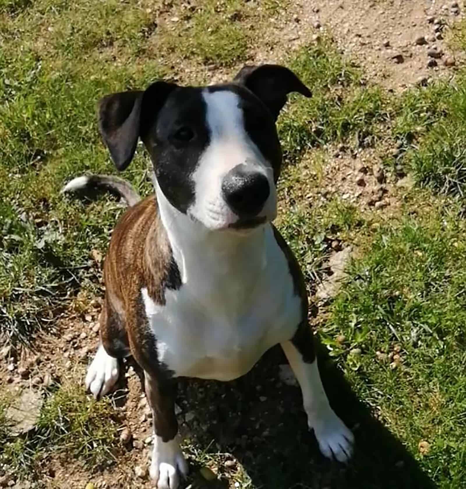 bull terrier rottweiler mix