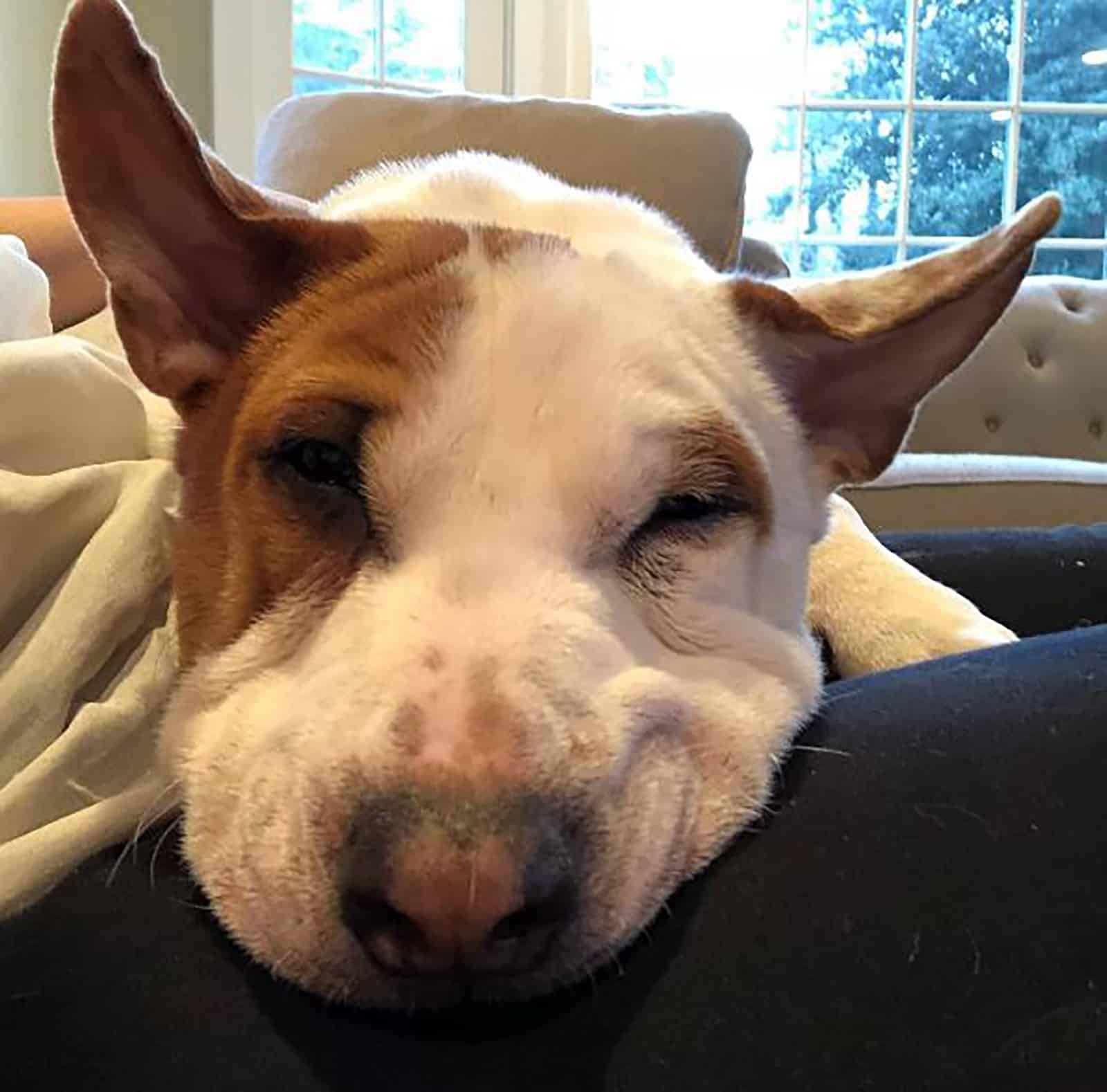 bull terrier shar pei mix