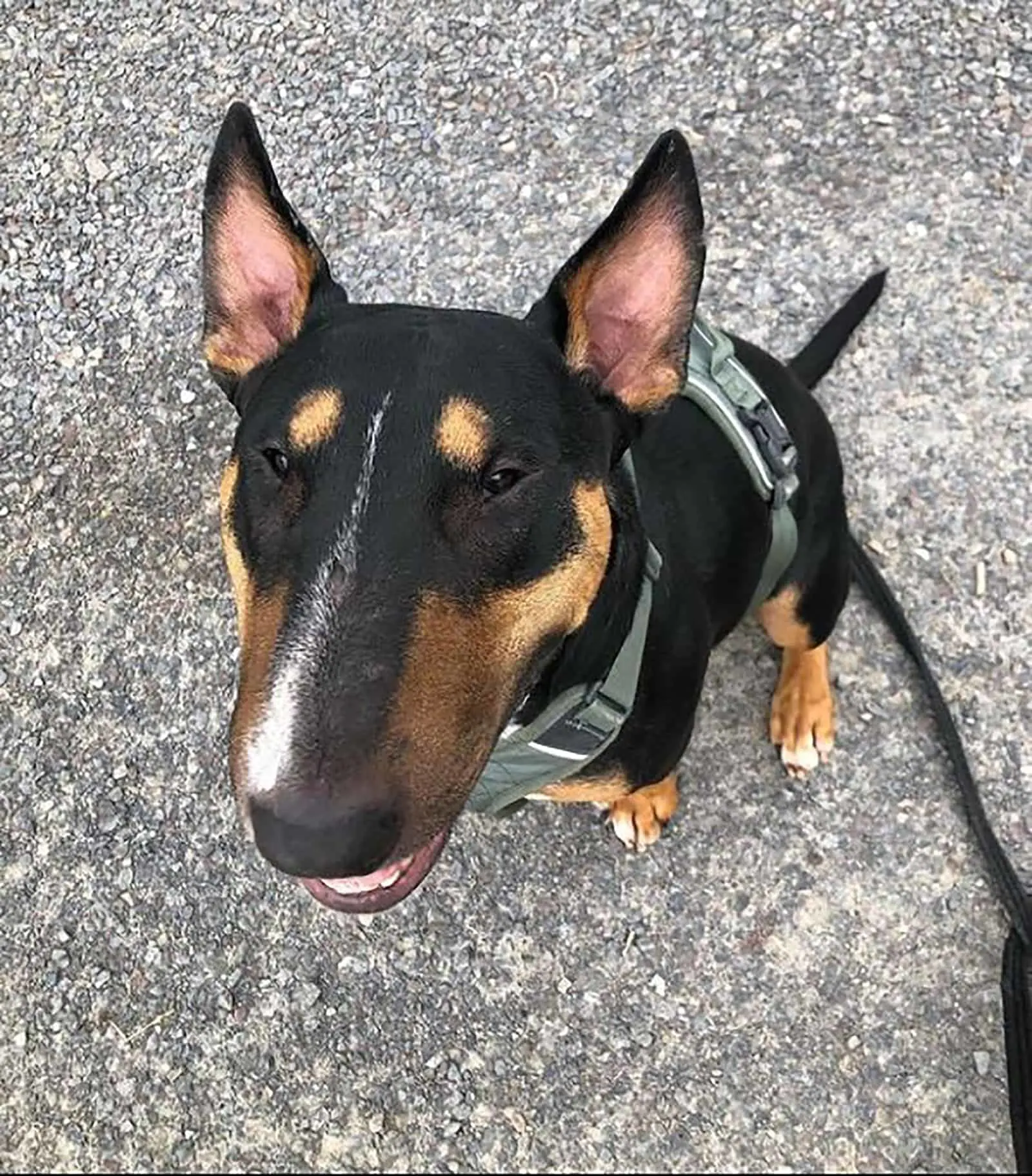 Bullhuahua Terrier