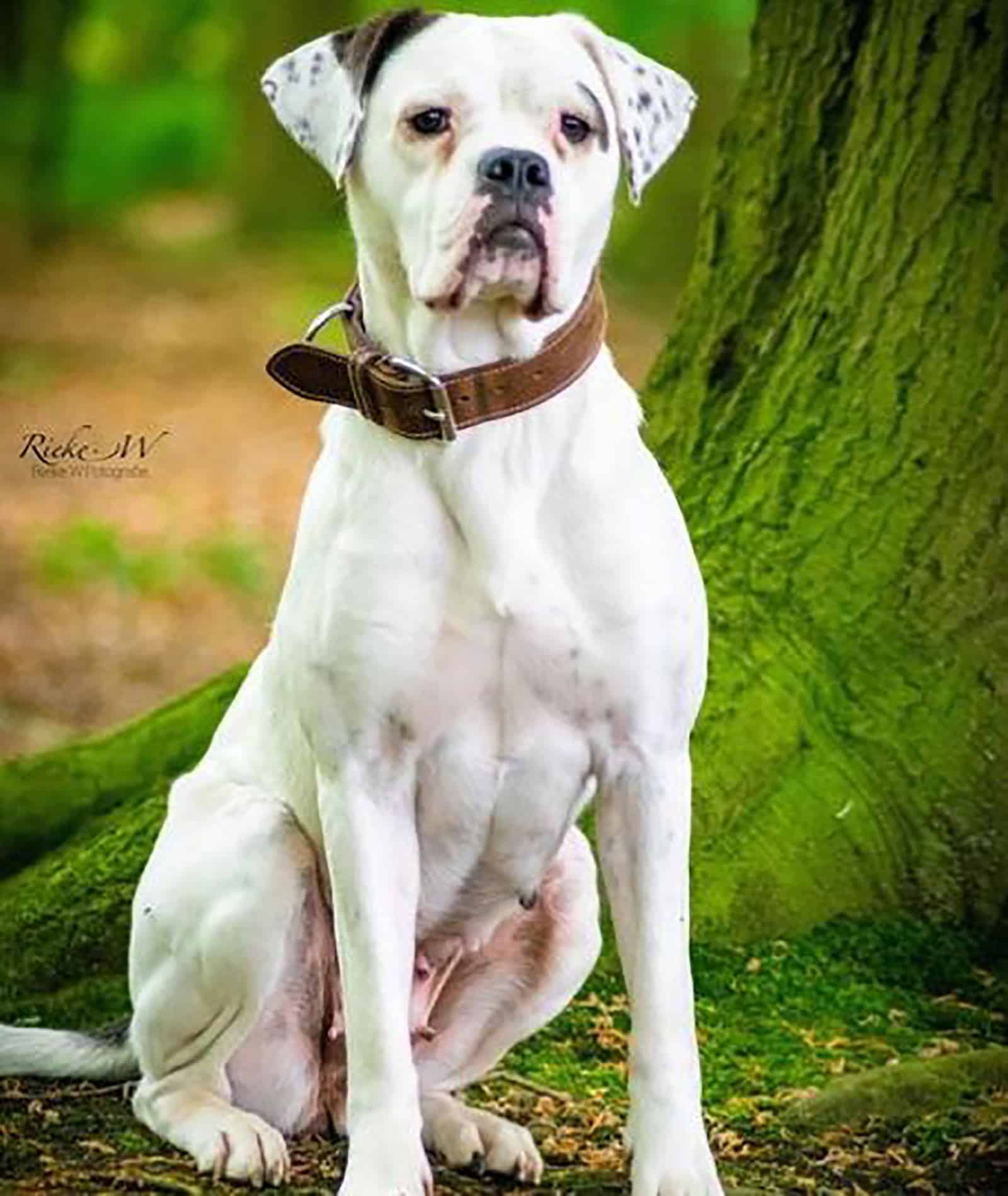 cane corso bulldog