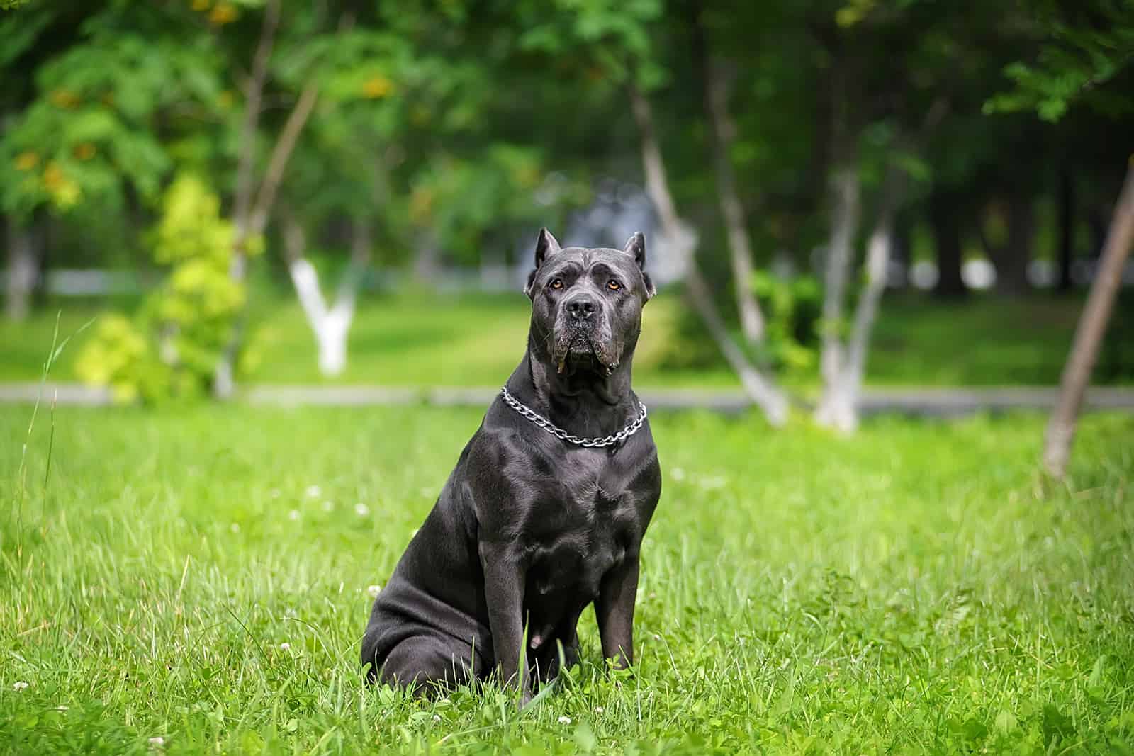 cane corso sitting on the green lawn