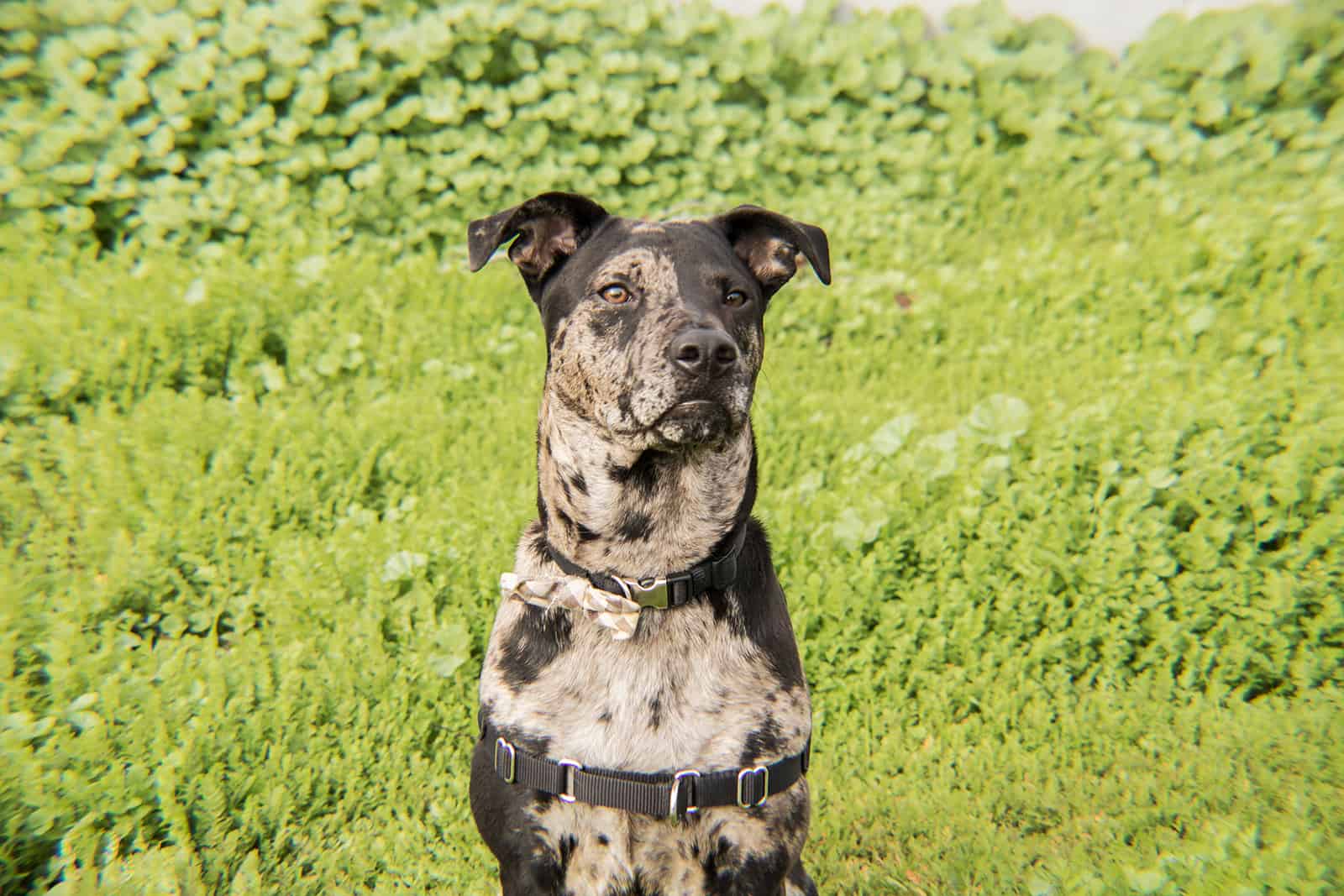 Catahoula Leopard Hound Dog