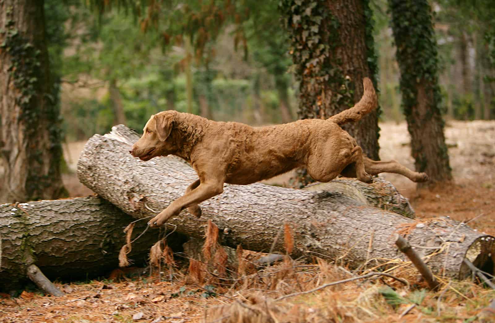 Chesapeake Bay Retriever dog in the forest