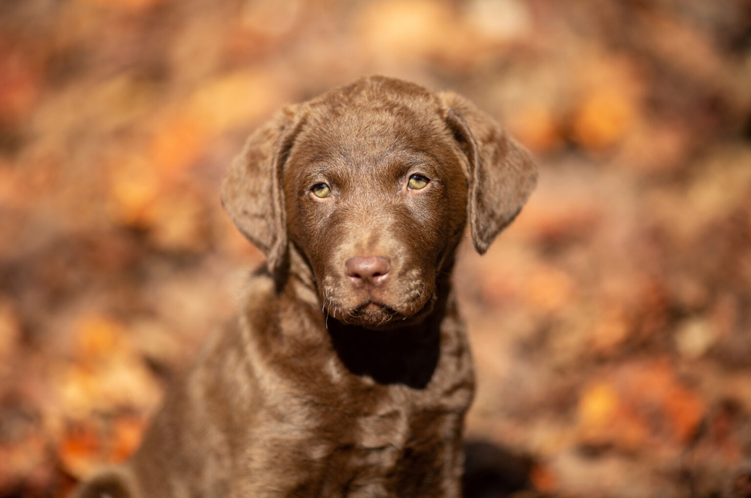 The 10 Best Chesapeake Bay Retriever Breeders In U.S.