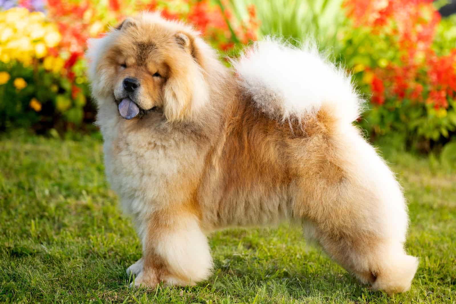 chow chow standing in the blooming garden