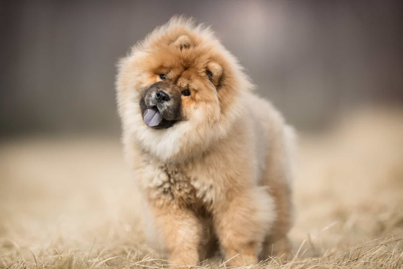 chow chow standing in the meadow