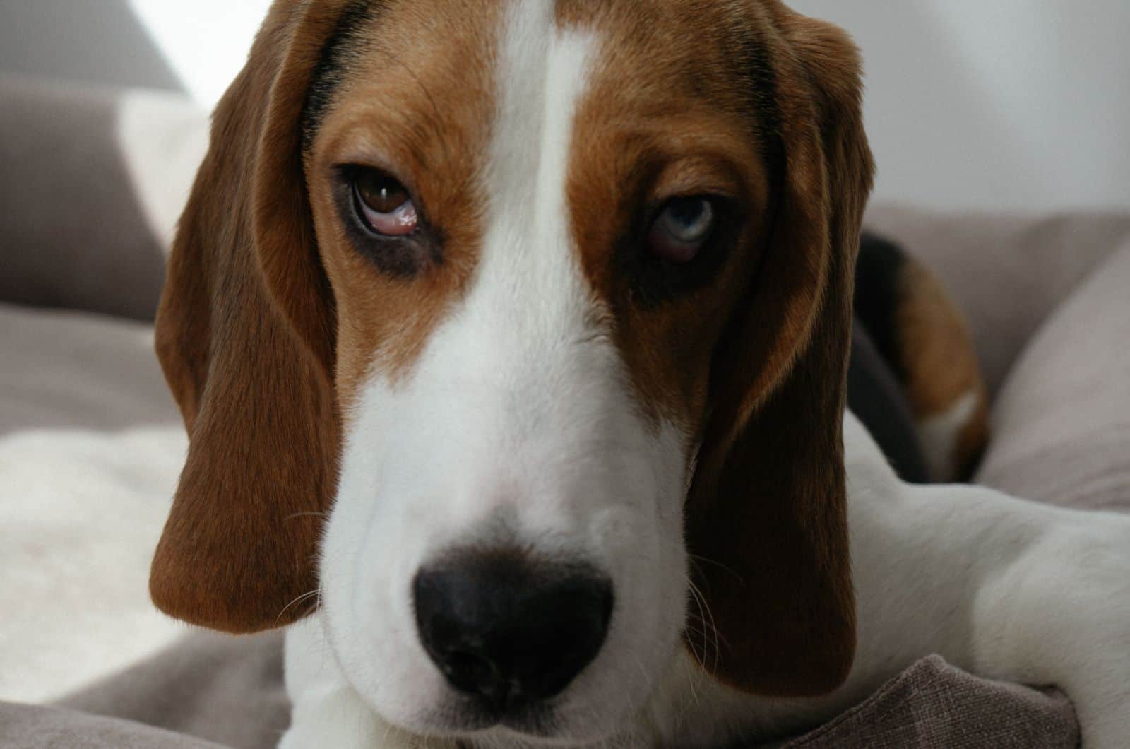 close shot of Basset Hound