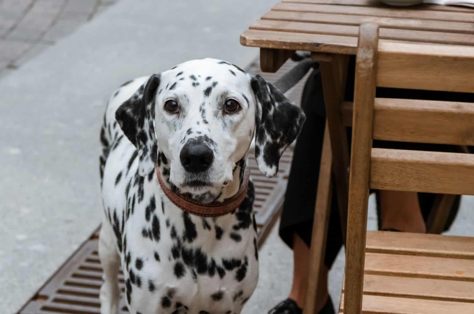 close shot of Dalmatian