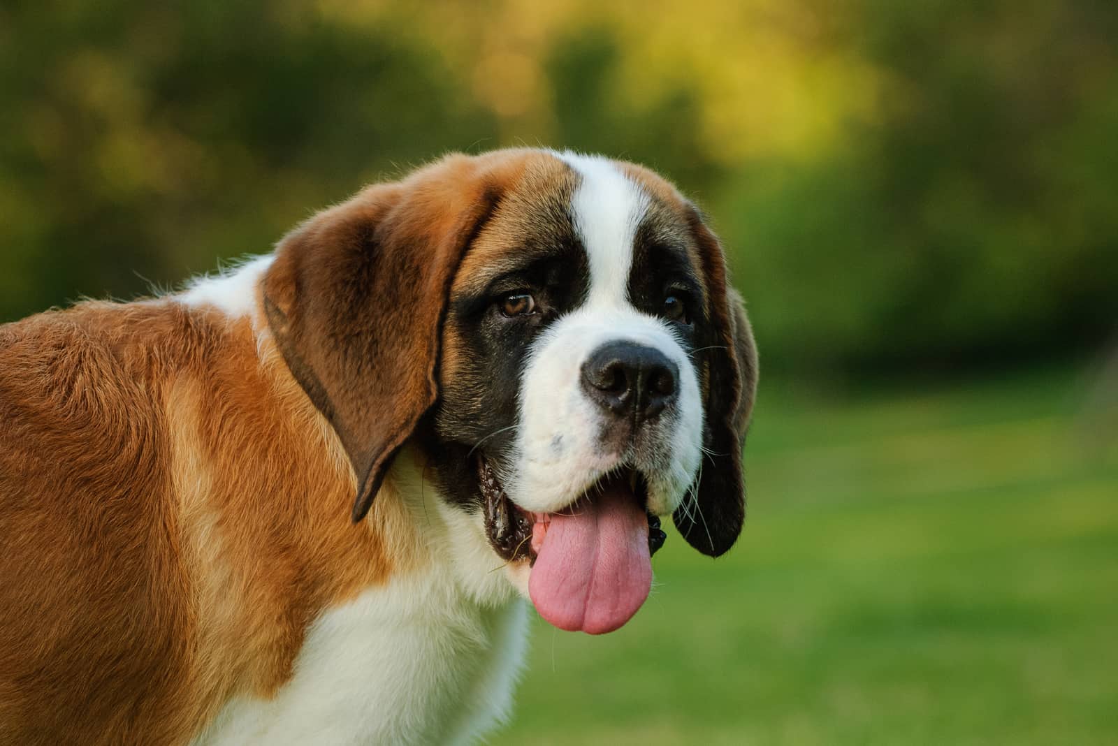 close shot of Saint Bernard