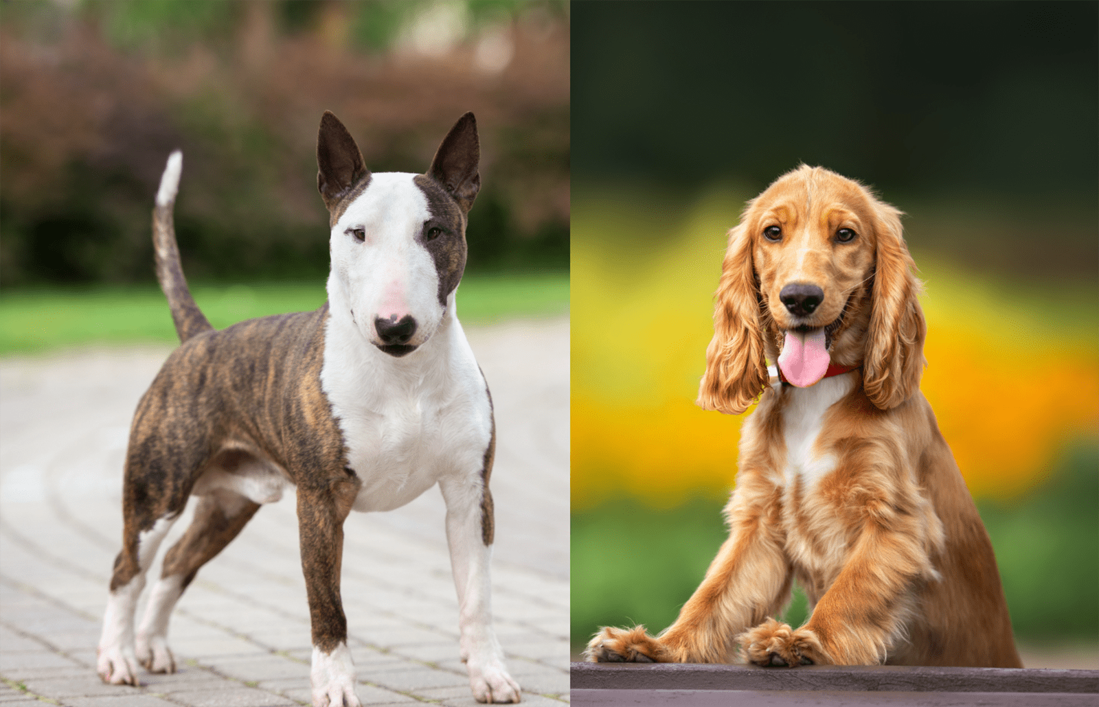 cocker spaniel bull terrier mix