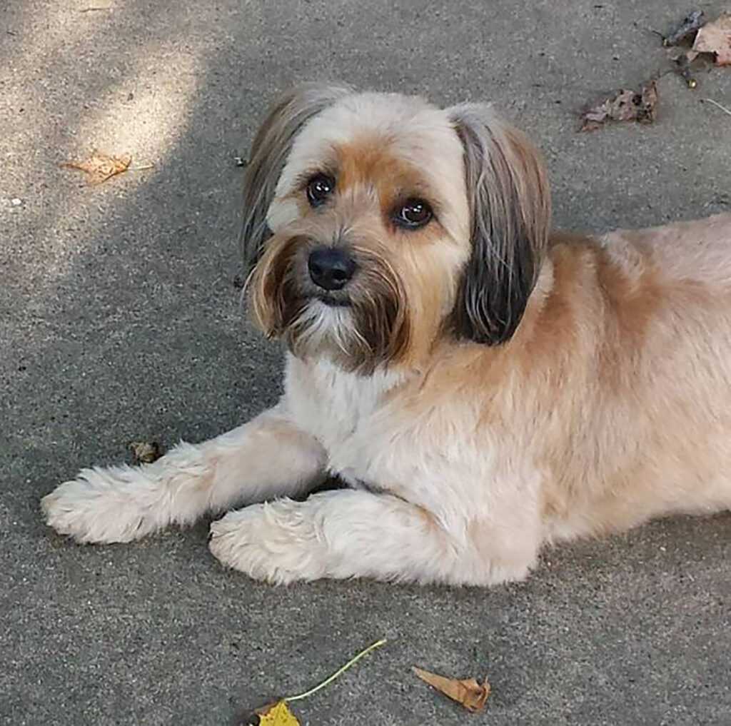 Yorkie Mixes 40 Mixed Dog Breeds