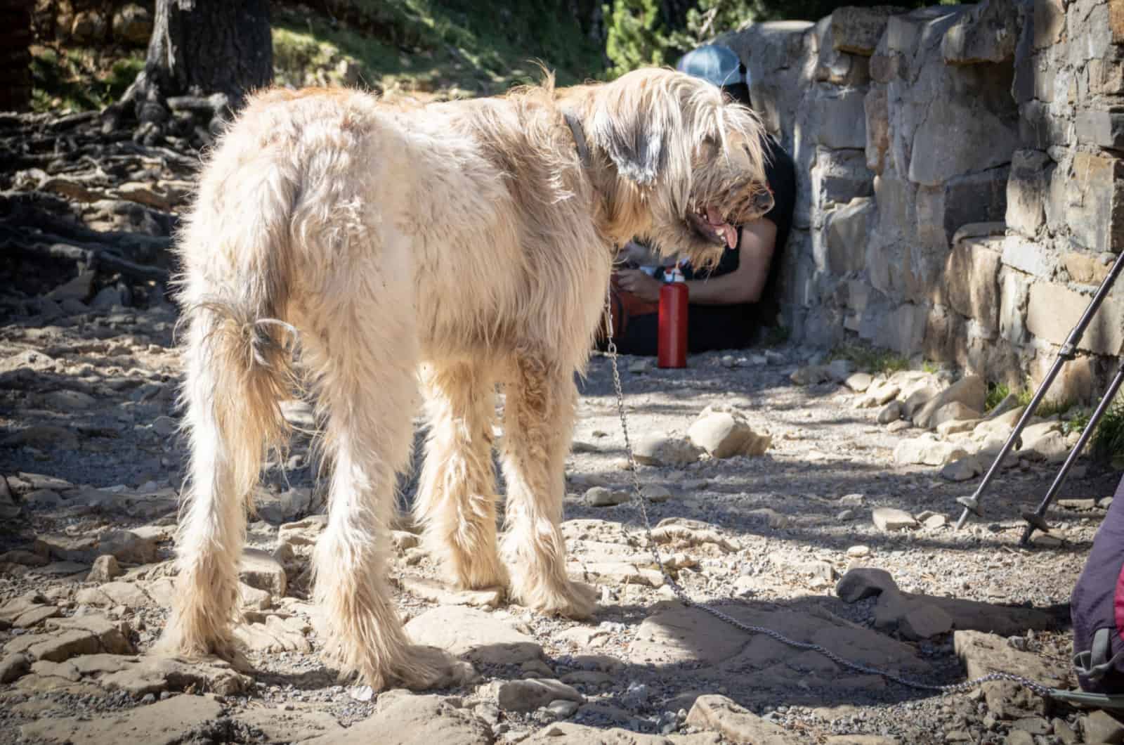 cream irish wolfhound