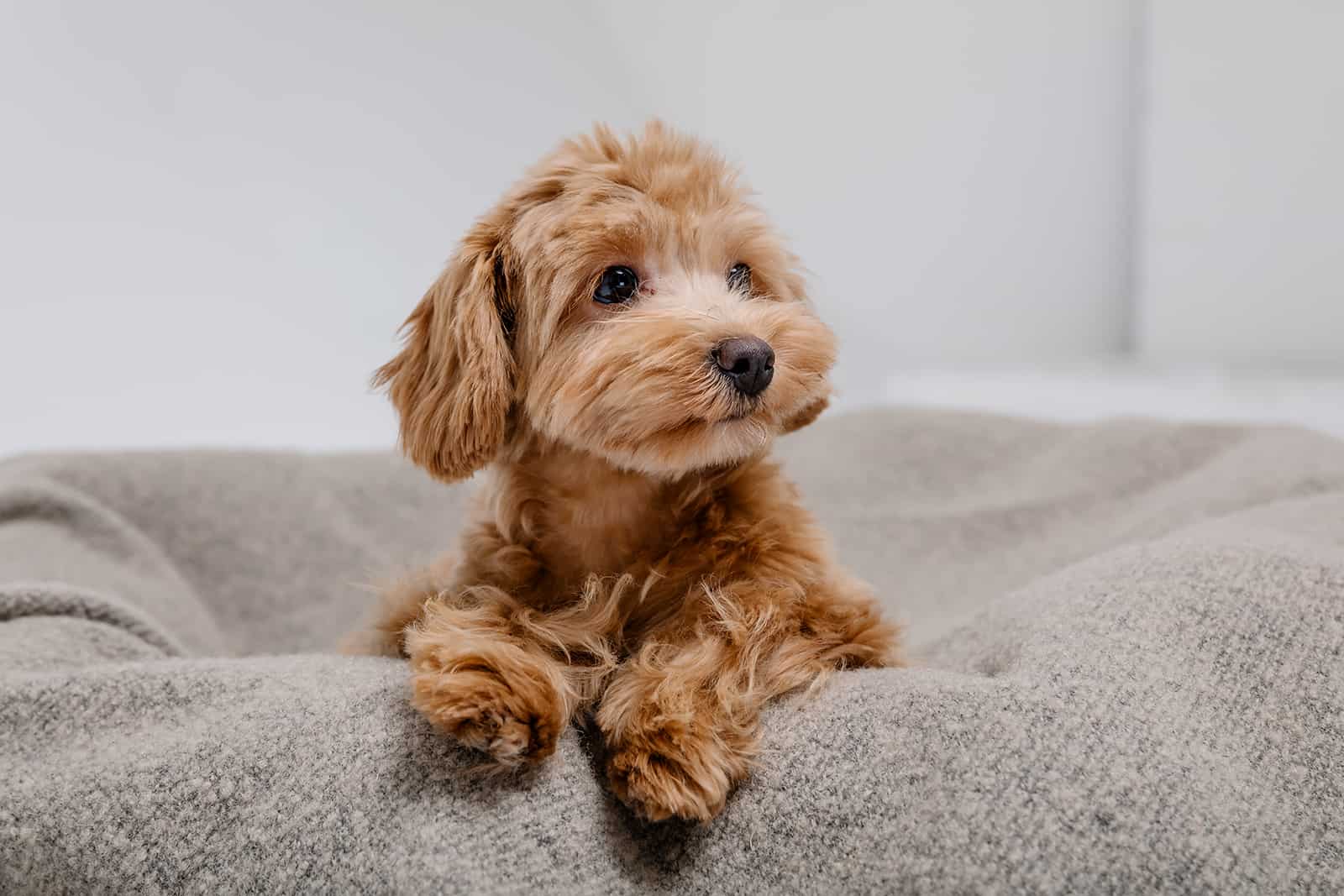 cream maltipoo dog