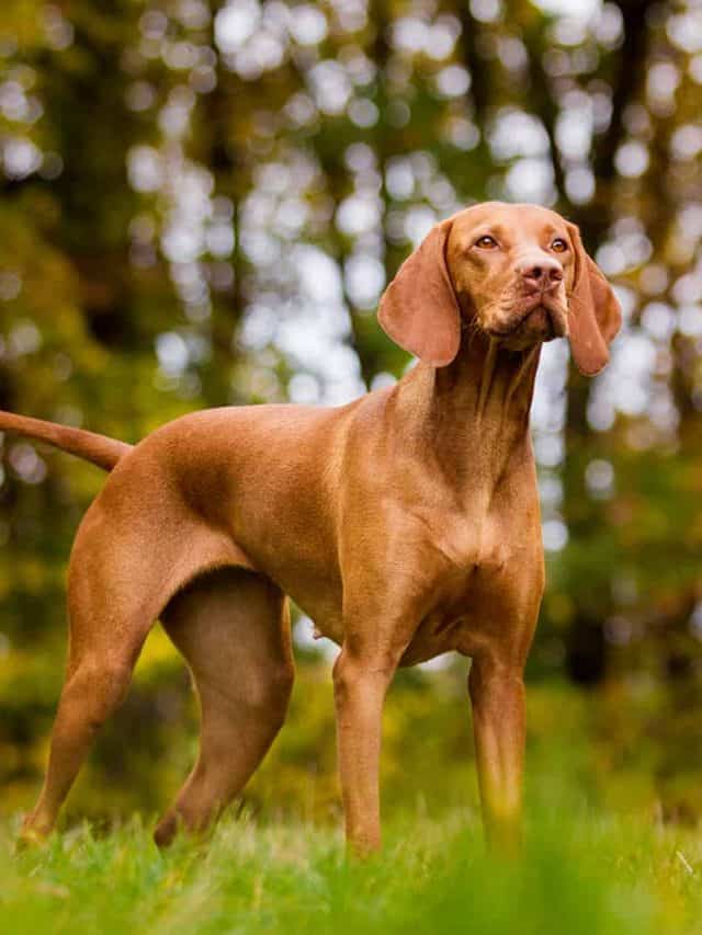 Meet The 7 Loyal And Sporting Viszla Mixed Dog Breeds PupVine