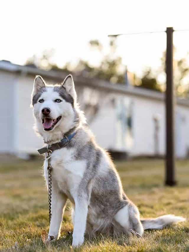 Siberian Husky Mixes Meet 11 Wonderful Crossbreeds PupVine