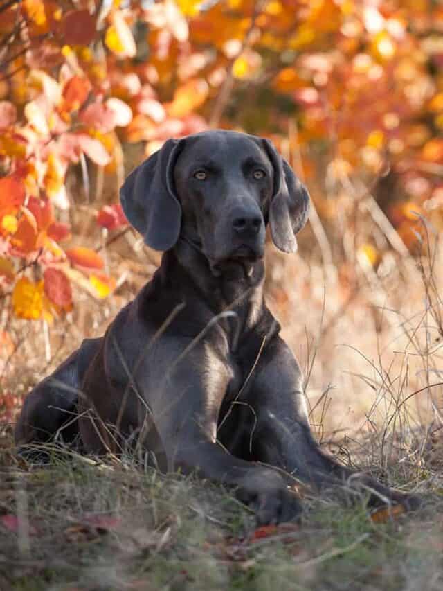 9 Bird Hunting Dog Breeds Set, Flush, Point, Retrieve PupVine