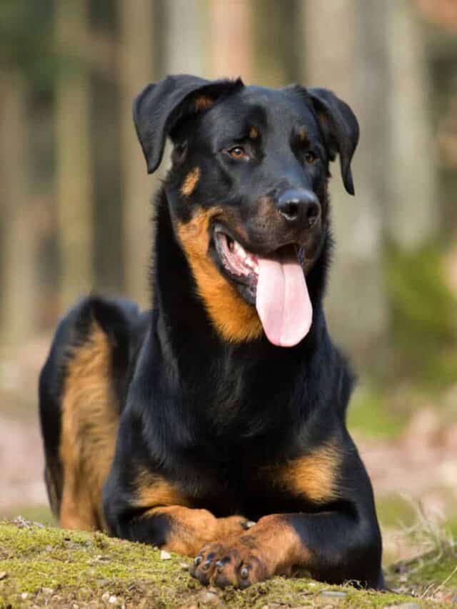 11 Amazing Cattle Dog Breeds With Strong Work Ethics PupVine