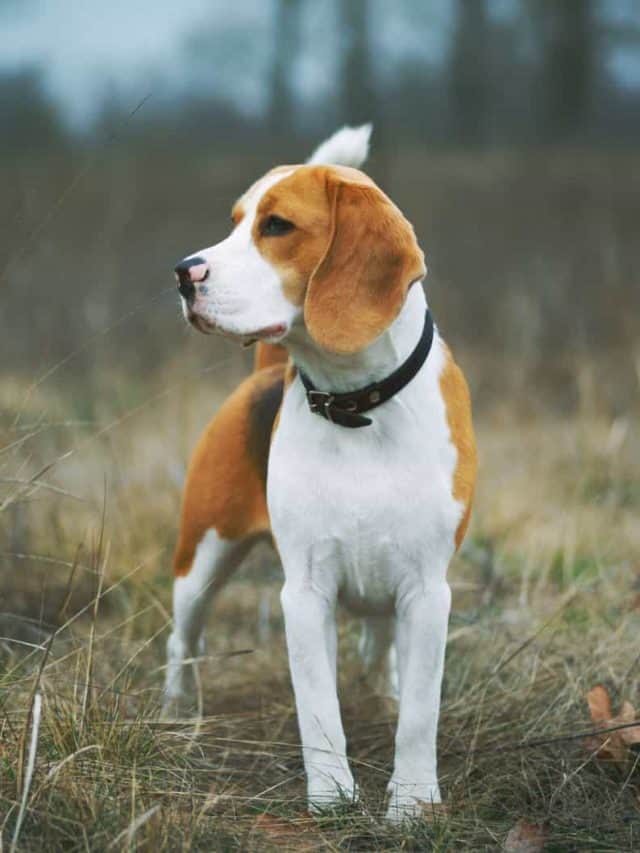Are Beagles Hunting Dogs? 5 LittleKnown Facts That Will Surprise You