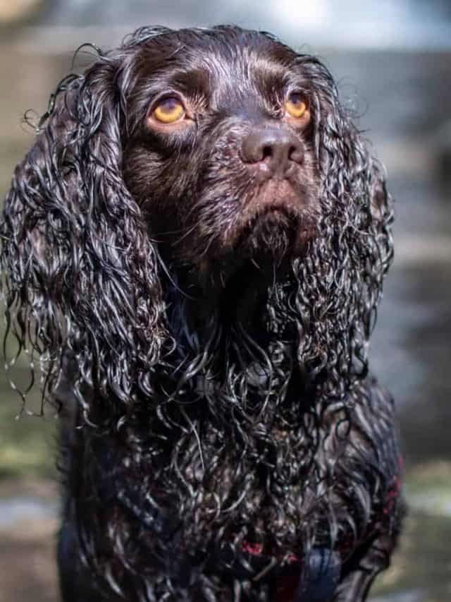 5 Tips To Maintain Boykin Spaniel Shedding PupVine