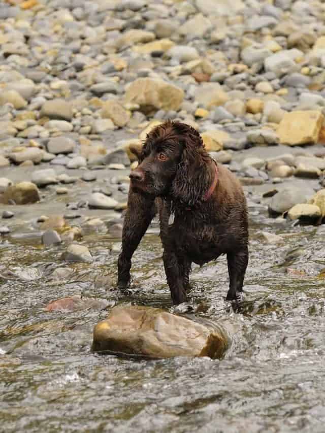 Boykin Spaniel Price 5 Things You Should Know PupVine