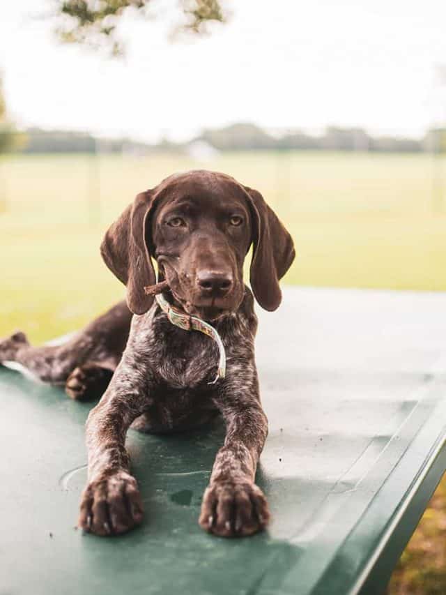 7 Best German Shorthaired Pointer Mixed Dog Breeds PupVine