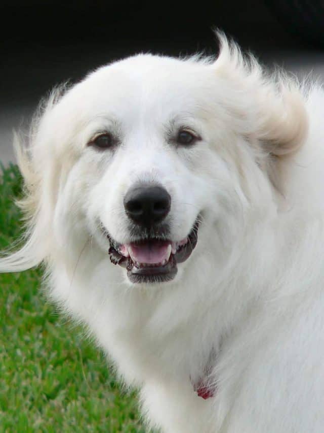 How Much Does A Great Pyrenees Cost? 5 Factors That Affect The Price PupVine