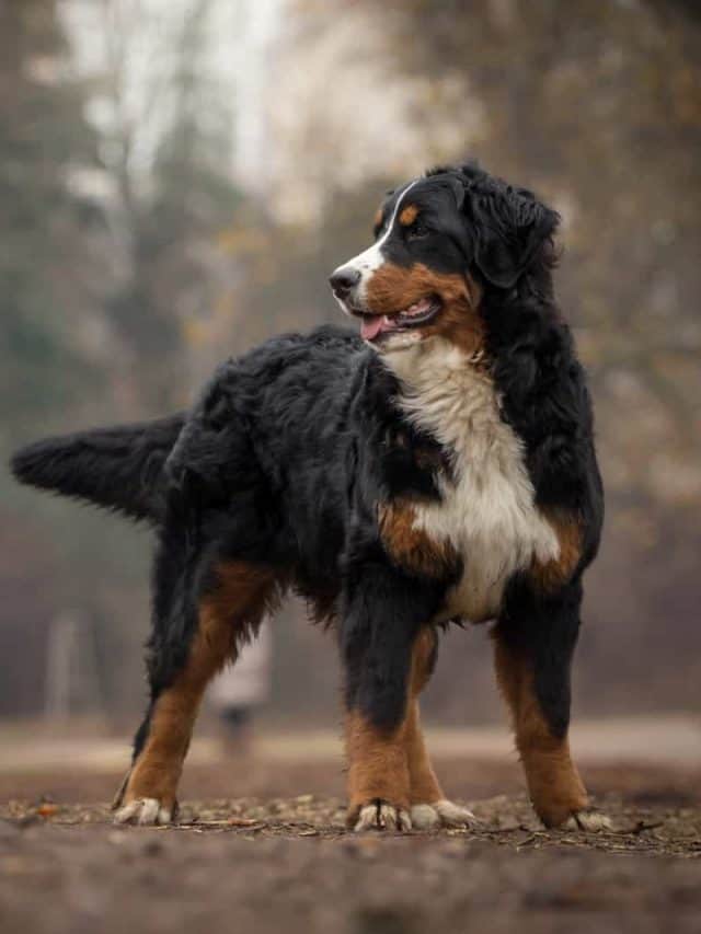 2 Bernese Mountain Dog Colors And 3 Unique Markings You Need To See! PupVine