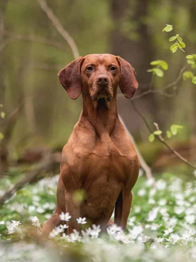 6 Stunning Vizsla Coat Colors PupVine