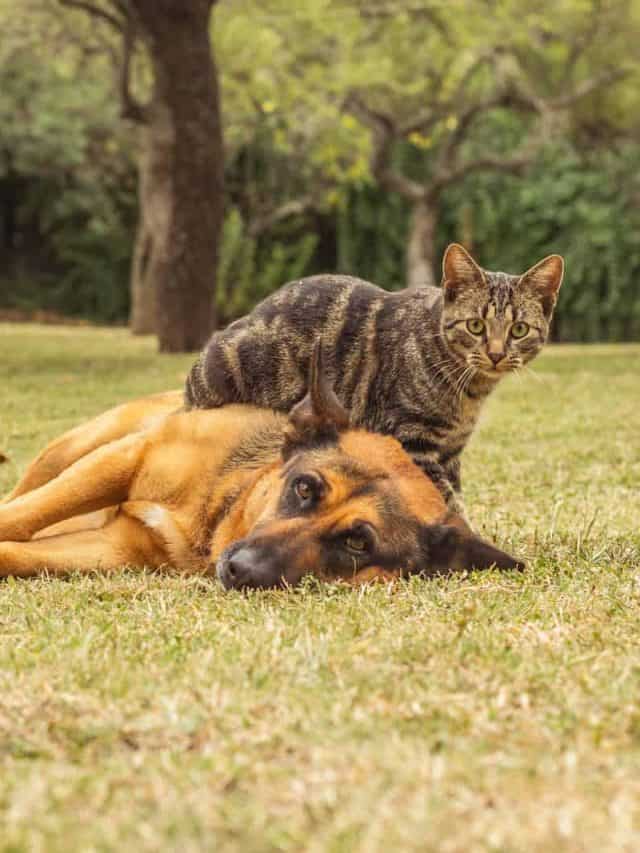 Are German Shepherds Good With Cats? 5 Fascinating Answers PupVine