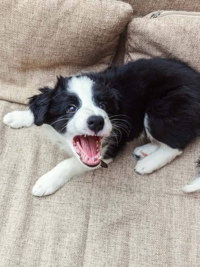 5 Reasons Why Dogs Bark When Humans Fight PupVine