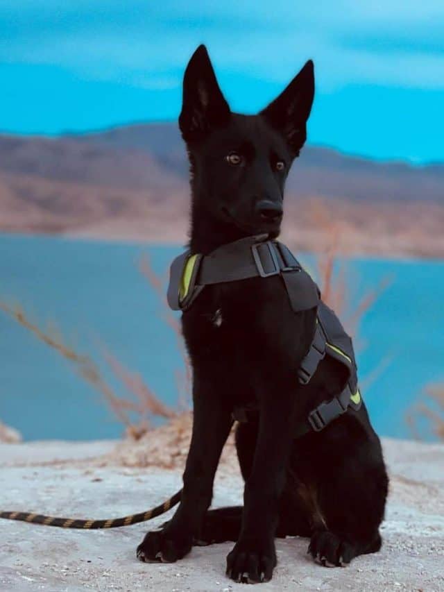 Meet 6 Mexican Dog Breeds And Spice Up Your Life - PupVine