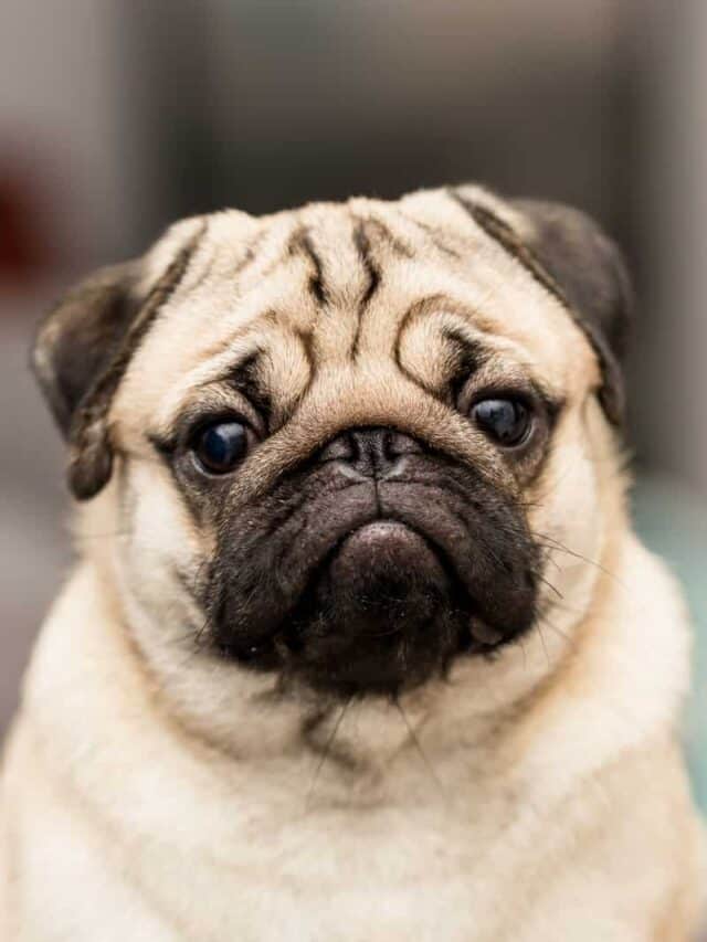 11 Cheapest Dog Breeds For People On A Budget PupVine