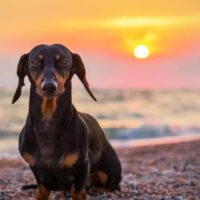 dachshund dog standing on the beach at sunset