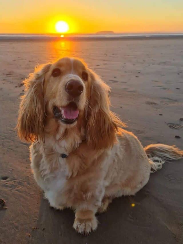 5 Basset Hound Mixes You Need To Know About PupVine