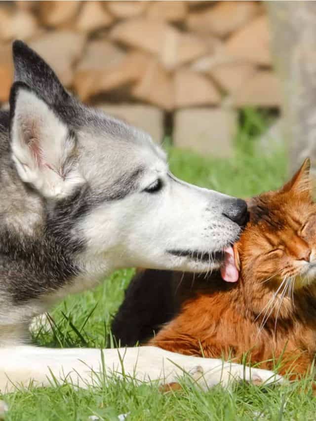 Are Huskies Good With Cats? 5 Ways Of Introducing Them PupVine
