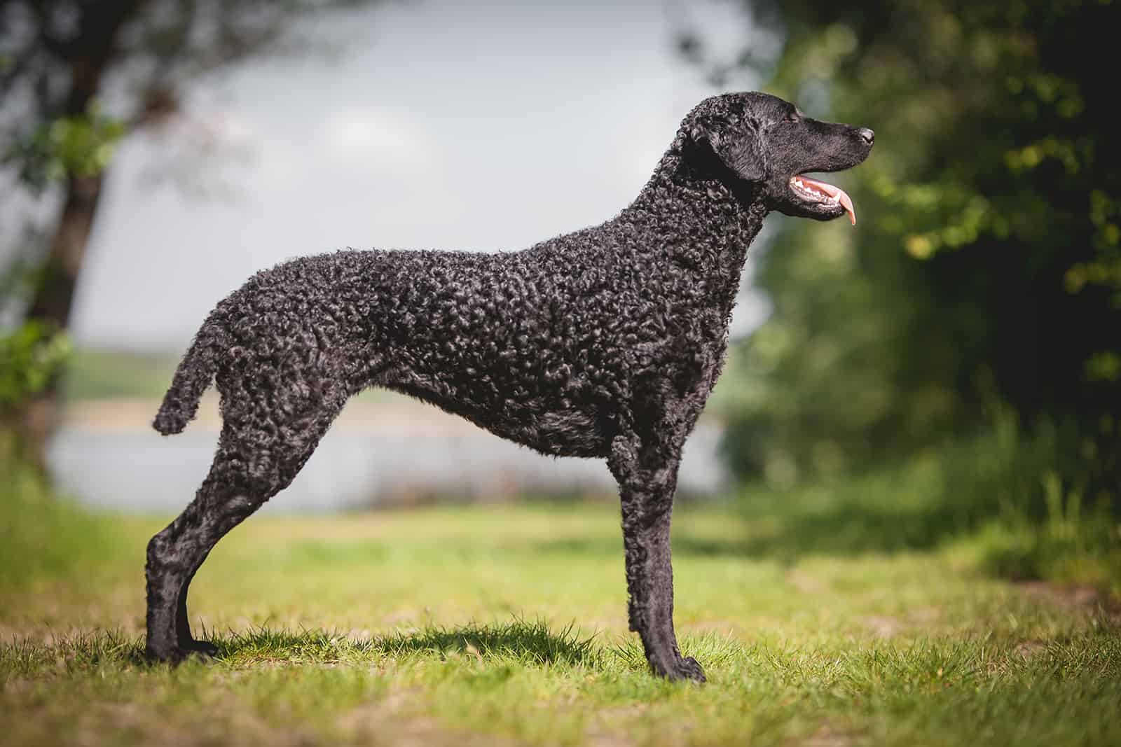 Black Curly coated retriever dog