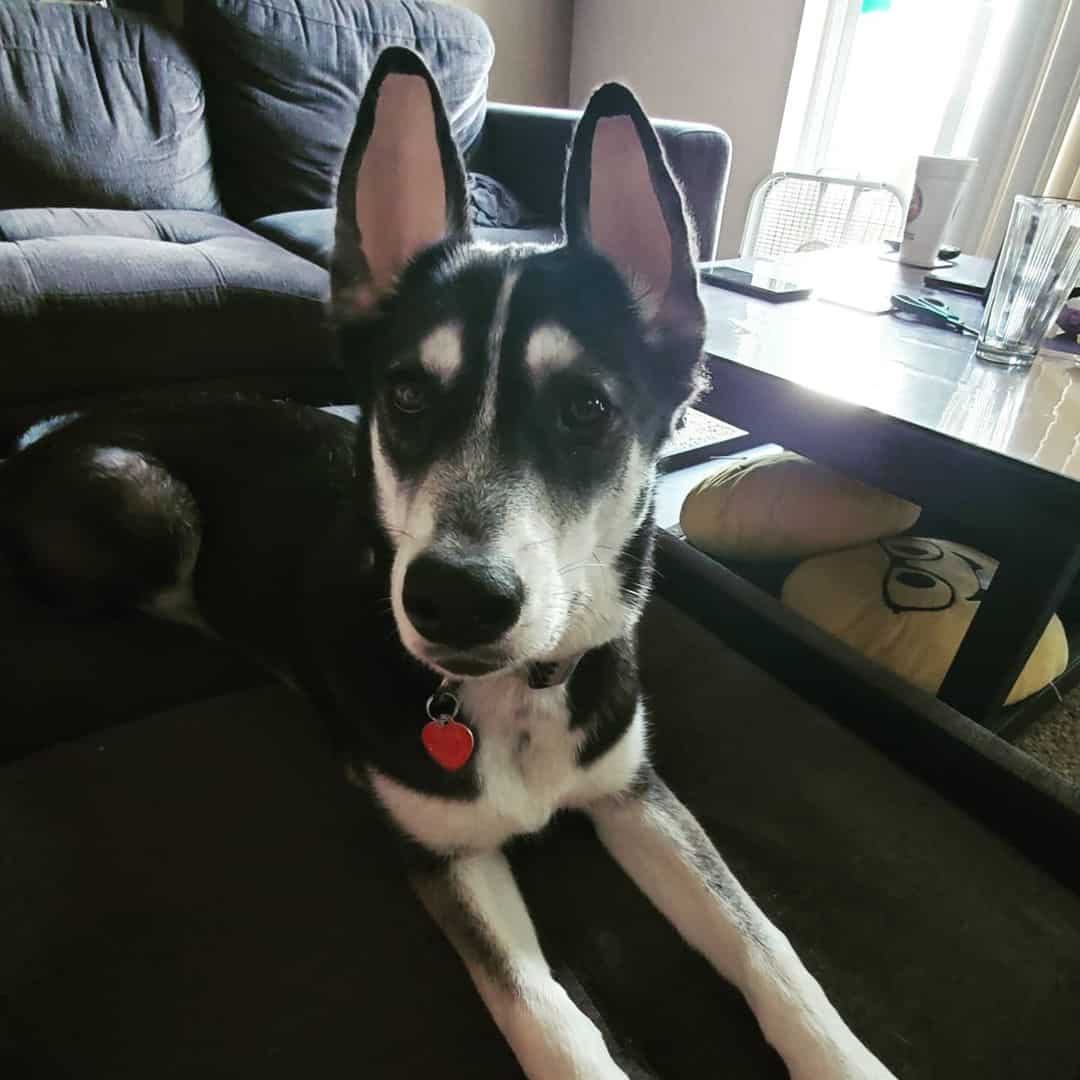 cute Alaskan Weimsky dog lies on the sofa